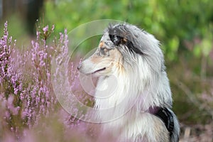 Close up photo of blue merle shetland sheepdog sheltie dog portrait photo in forest near blooming heathers