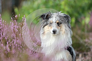 Close up photo of blue merle shetland sheepdog sheltie dog portrait photo in forest near blooming heathers