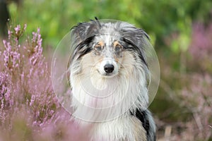 Close up photo of blue merle shetland sheepdog sheltie dog portrait photo in forest near blooming heathers