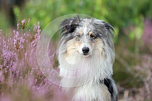 Close up photo of blue merle shetland sheepdog sheltie dog portrait photo in forest near blooming heathers