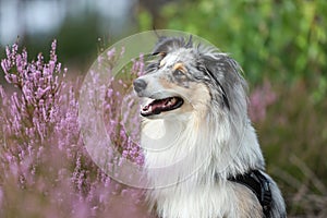 Close up photo of blue merle shetland sheepdog sheltie dog portrait photo in forest near blooming heathers