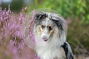 Close up photo of blue merle shetland sheepdog sheltie dog portrait photo in forest near blooming heathers