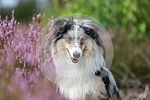 Close up photo of blue merle shetland sheepdog sheltie dog portrait photo in forest near blooming heathers