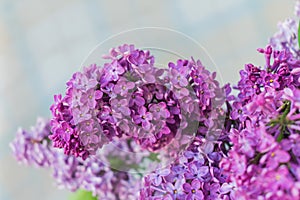 Close-up photo of a bouquet of flowers with lilac petals on a light background