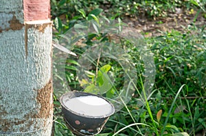 Close up photo of bowl full of natural rubber latex tapped or extracted from rubber tree in rubber plantation in south of Thailand