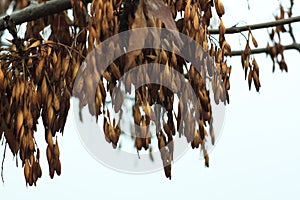 Close up photo of branches with dry yellow ash leaves on foggy day. Rainy autumn concept.