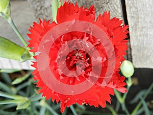 Closeup of beautiful spring flower