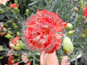 Closeup of beautiful spring flower