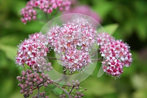 Closeup of beautiful spring flower