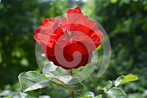 Close-up photo of bright red rose in the garden. Lilium members of which are true lilies is a genus of herbaceous flowering