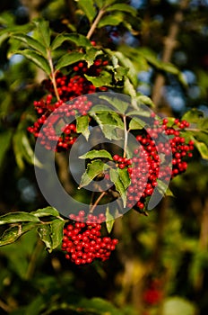 Close up photo of bright vivid red colored berries on branches. Rowan-tree fruitage in summer. Large bunches full of berries. For