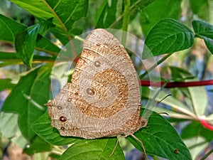 close up photo of a brown butterfly