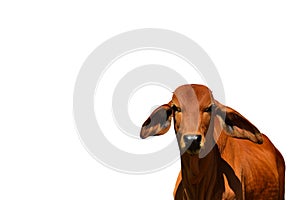 A close up photo of Brown color cow isolated on white background.