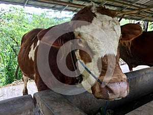 Close-up photo of a brown cow