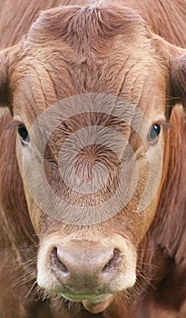 A close up photo of a brown Cows face in a herd