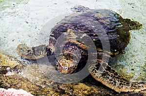 Brown sea turtle in clear shallow water