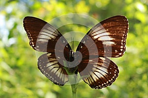 Close up photo of a brown wings butterfly with blur green background