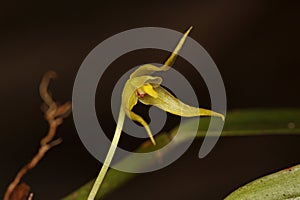 Close up photo of Bulbophyllum from new guinea photo
