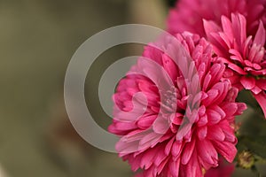 A close up photo of a bunch of dark pink chrysanthemum flowers with yellow centers and white tips on their petals. Chrysanthemum