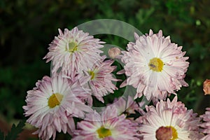 A close up photo of a bunch of dark pink chrysanthemum flowers with yellow centers and white tips on their petals. Chrysanthemum