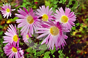 A close up photo of a bunch of dark pink chrysanthemum flowers with yellow centers and white tips on their petals