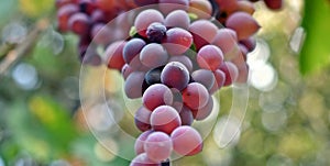 Close up photo of a bunch of red grapes taken from below, autumn fruit