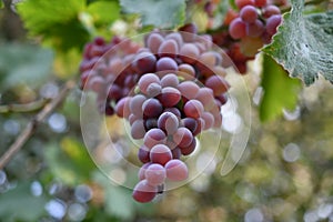 Close up photo of a bunch of red grapes taken from below