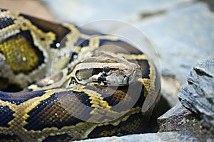 Close-up photo of burmese python
