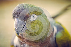 Close-up photo of a Burrowing parrot Cyanoliseus patagonus - a bird native to Argentina and Chile. Also known as Burrowing