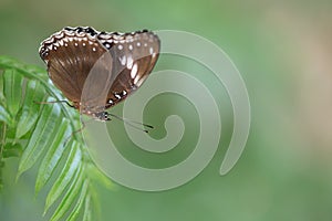 Close up photo of a butterfly