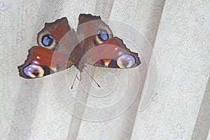 A close-up photo of a butterfly. Peacock eye butterfly on white fabric.