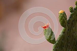 A close-up photo of cactus fruits on a blurry background.