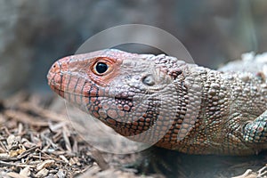 Close Up Photo of a Caiman Lizard