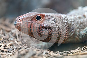 Close Up Photo of a Caiman Lizard