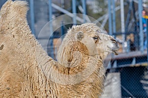 Close up photo of camel head in the zoo