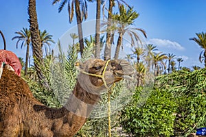 Close up photo of camel in a Palmeraie near Marrakesh, Morocco. The sahara desert is situated in Africa. Dromedar is staying in