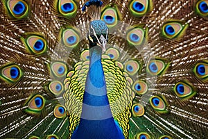 This close-up photo captures a peacock proudly displaying its vibrant feathers in an open position, Majestic complex patterns