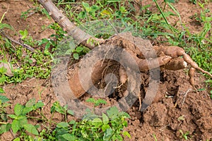 Close up photo of Cassava tuber and root