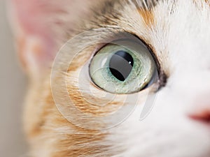 Close-up photo of cat eye. Cute domestic cat