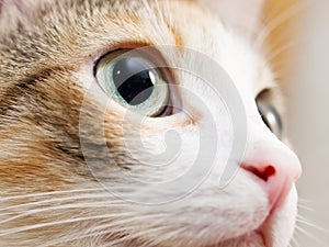 Close-up photo of cat eye. Cute domestic cat