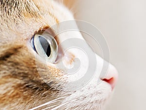 Close-up photo of cat eye. Cute domestic cat