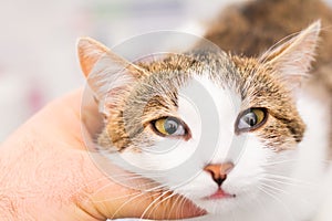 Close-up photo of a cat with Horner syndrome