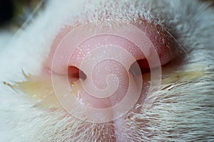 close-up photo of a cat nose with mucus