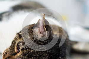 close-up photo of a cat with othematoma surgery