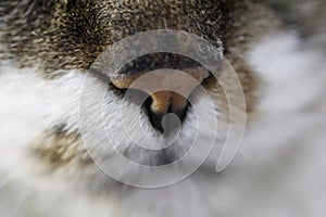 A close-up photo of a cat's nose
