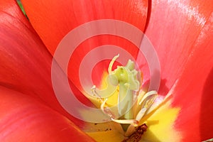 Macro photo of centre of tulip flower