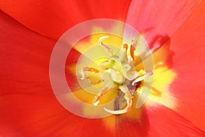 Macro photo of centre of tulip flower