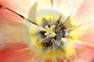 Macro photo of centre of tulip flower