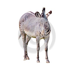 Close up photo of Chapman`s zebra isolated on the white background, equus quagga chapmani. It is subspecies of the plains zebra.