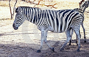 Close up photo of Chapman`s zebra standing on african savanna, equus quagga chapmani. It is natural background or